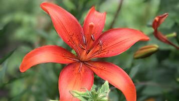 Close-up van een rode leliebloem met zichtbare meeldraden en stempel, omgeven door groen blad.