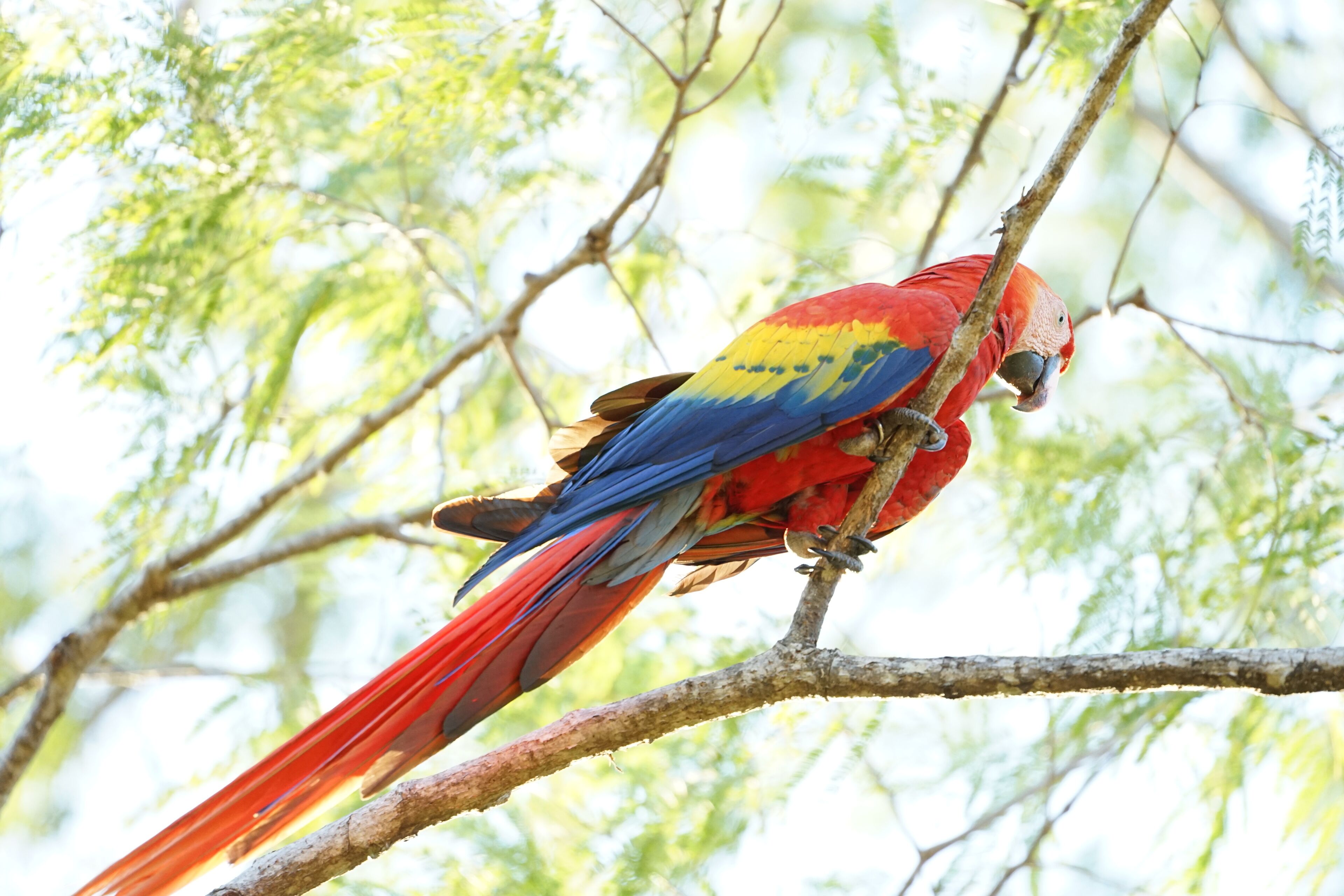 Um papagaio vermelho e azul pousado em um galho.