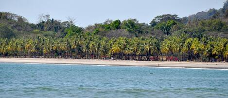 A beach with palm trees and a sandy shore.