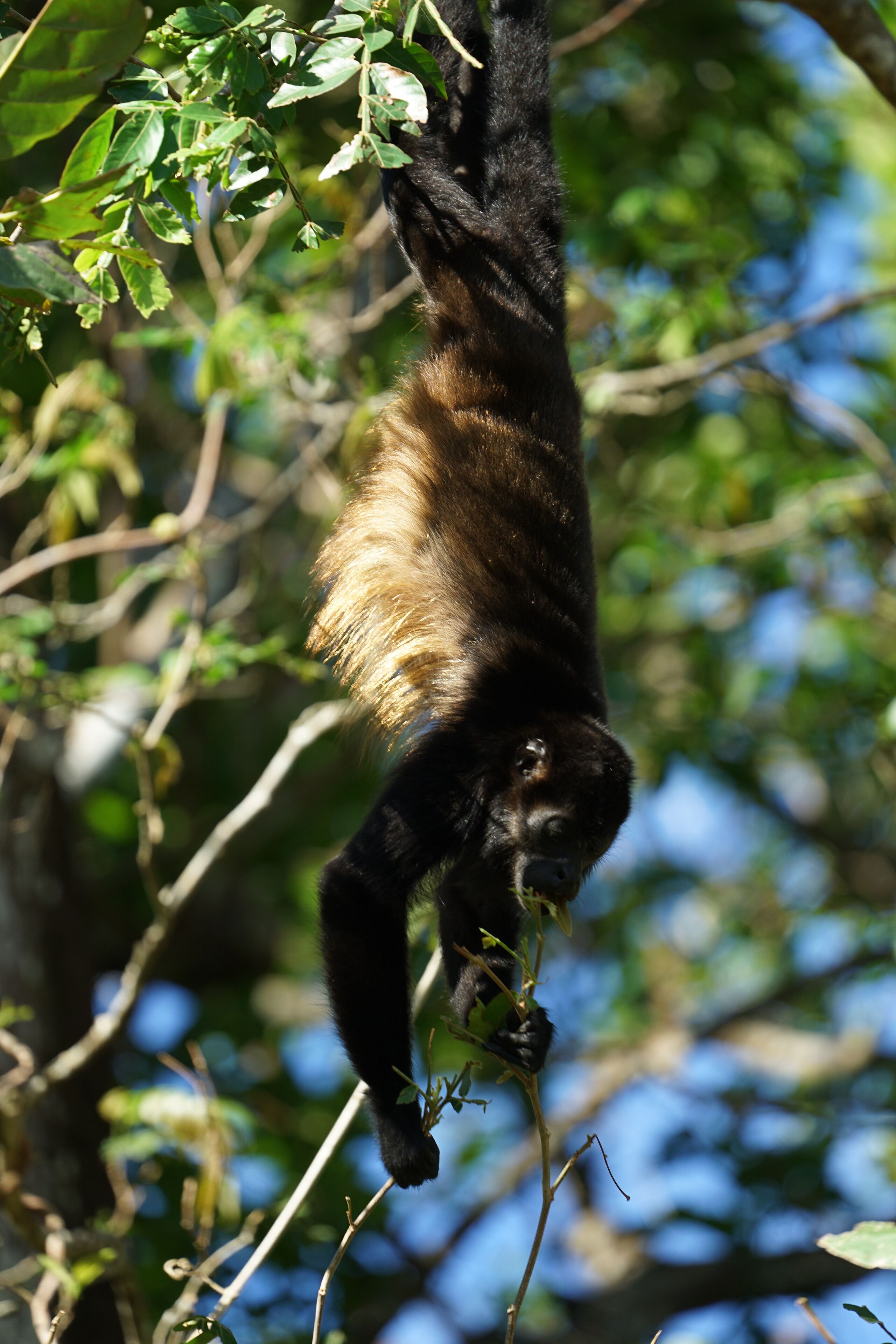 A person hanging from a tree branch, surrounded by green foliage.