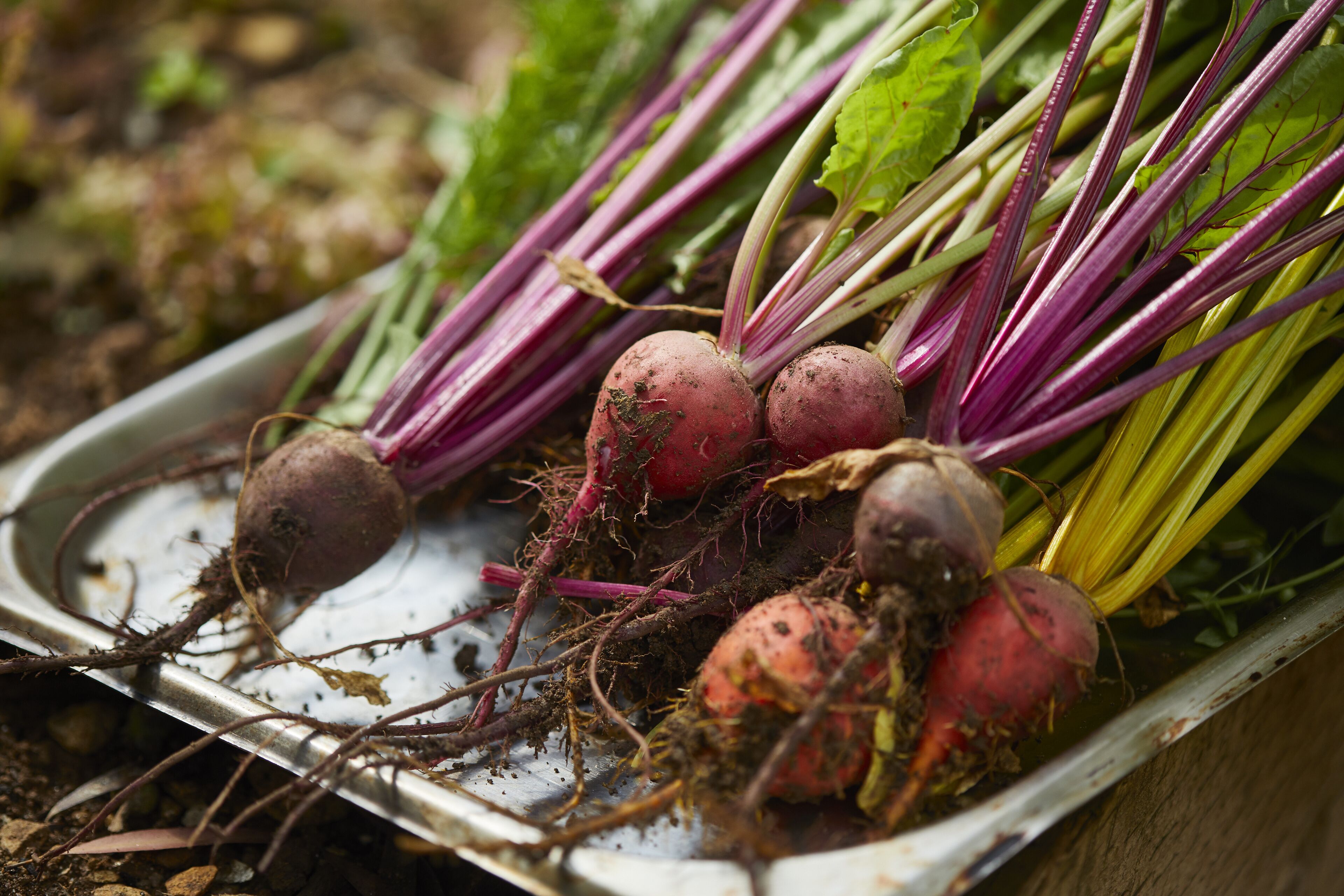 A tray of beets with roots and leaves, placed on a metal surface.