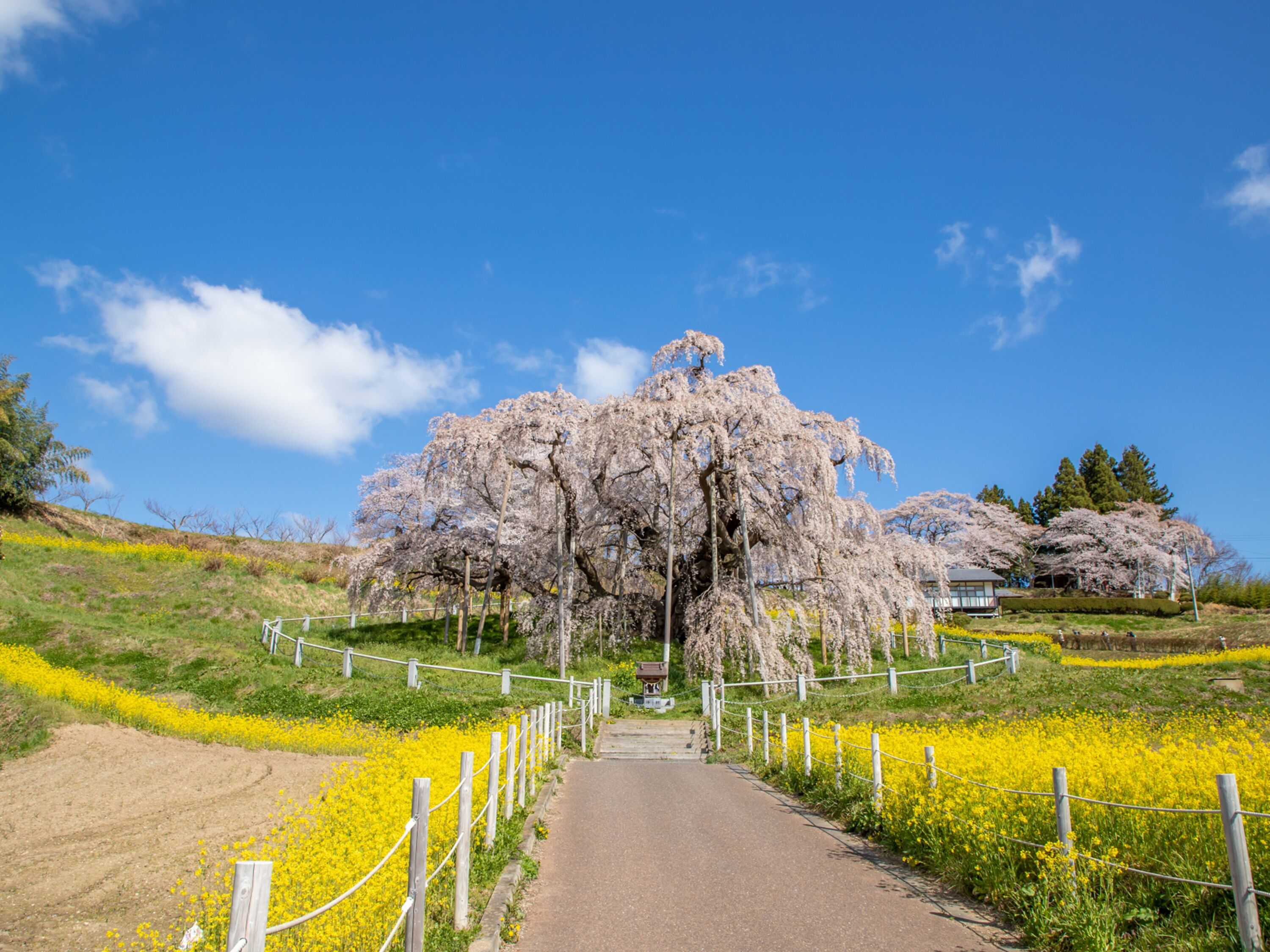A pathway leading to a cherry blossom tree with a building in the background.