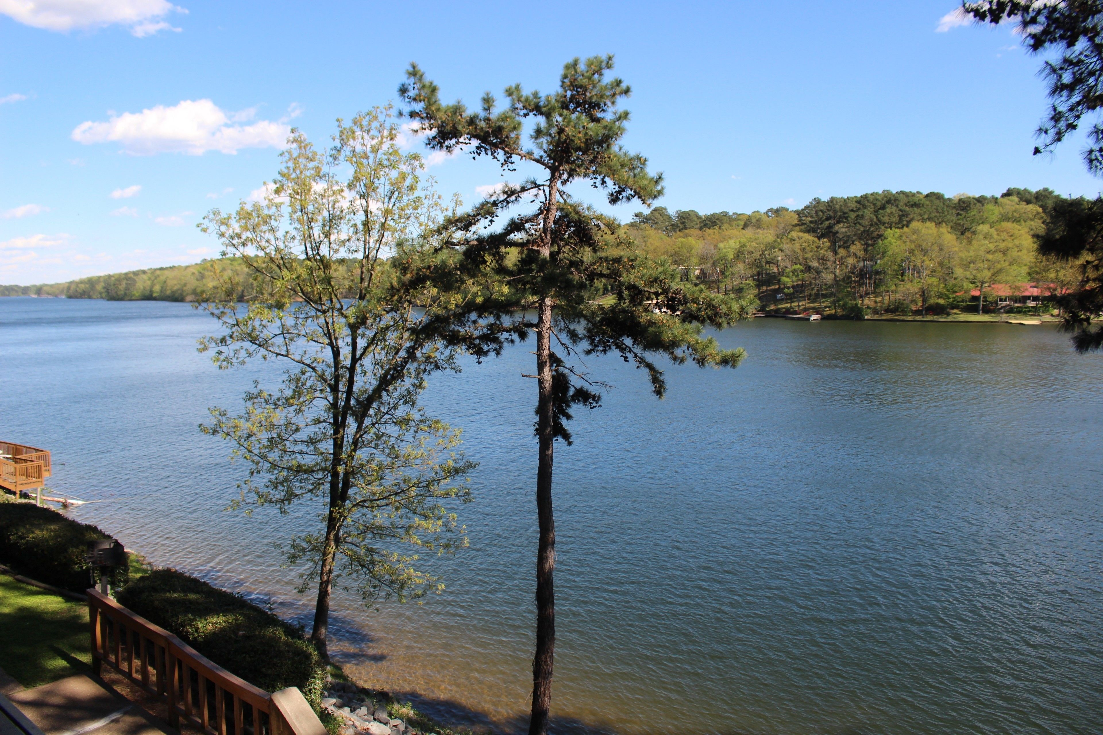 Vista a un lago con una terraza de madera y un alto pino.