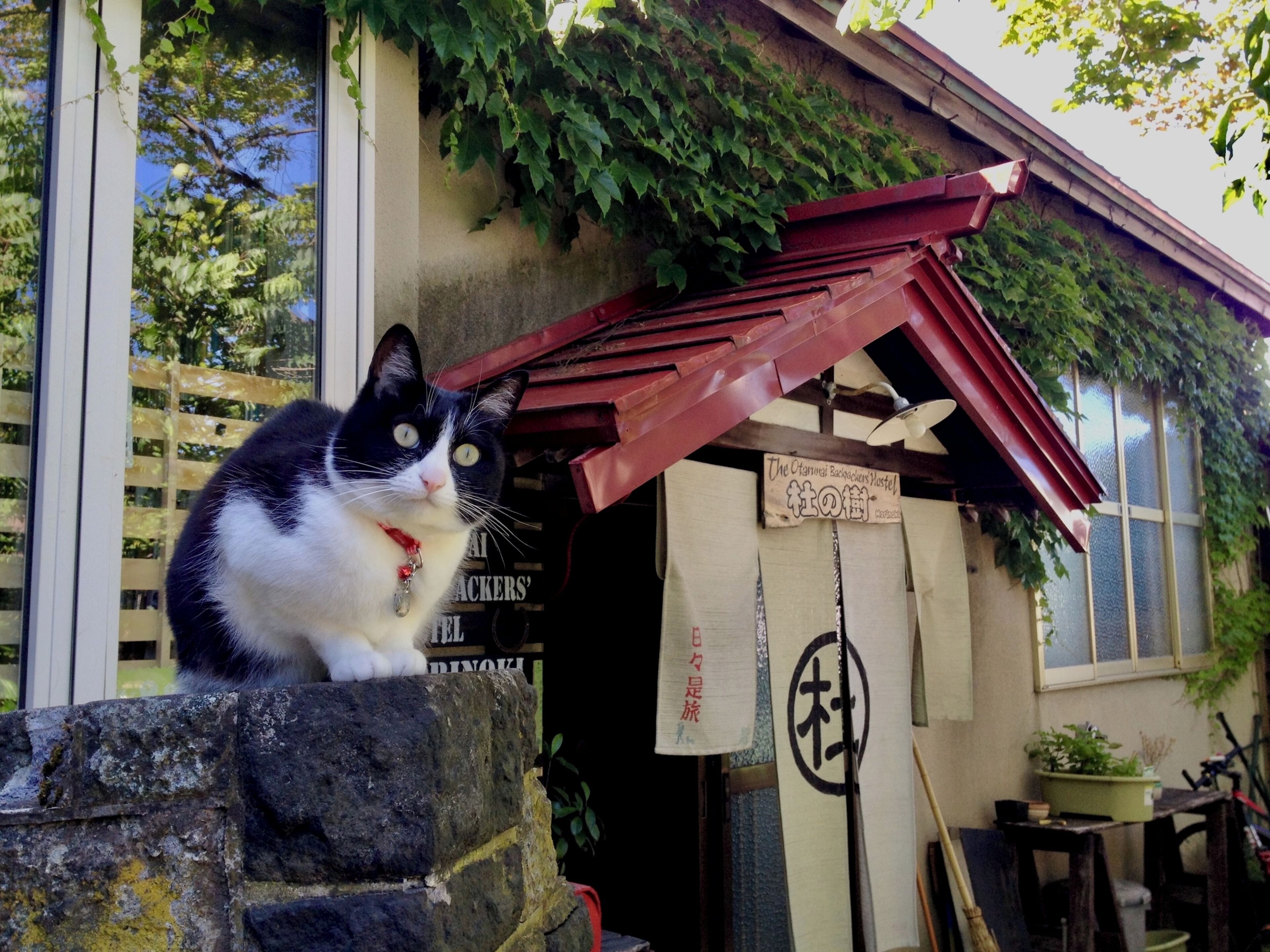 Eine schwarz-weiße Katze sitzt auf einem Steg aus Stein vor einem Gebäude mit rotem Dach und einem Schild, auf dem 'The Ottermill Backpackers' Hostel' steht.