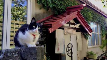 Eine schwarz-weiße Katze sitzt auf einem Steg aus Stein vor einem Gebäude mit rotem Dach und einem Schild, auf dem 'The Ottermill Backpackers' Hostel' steht.