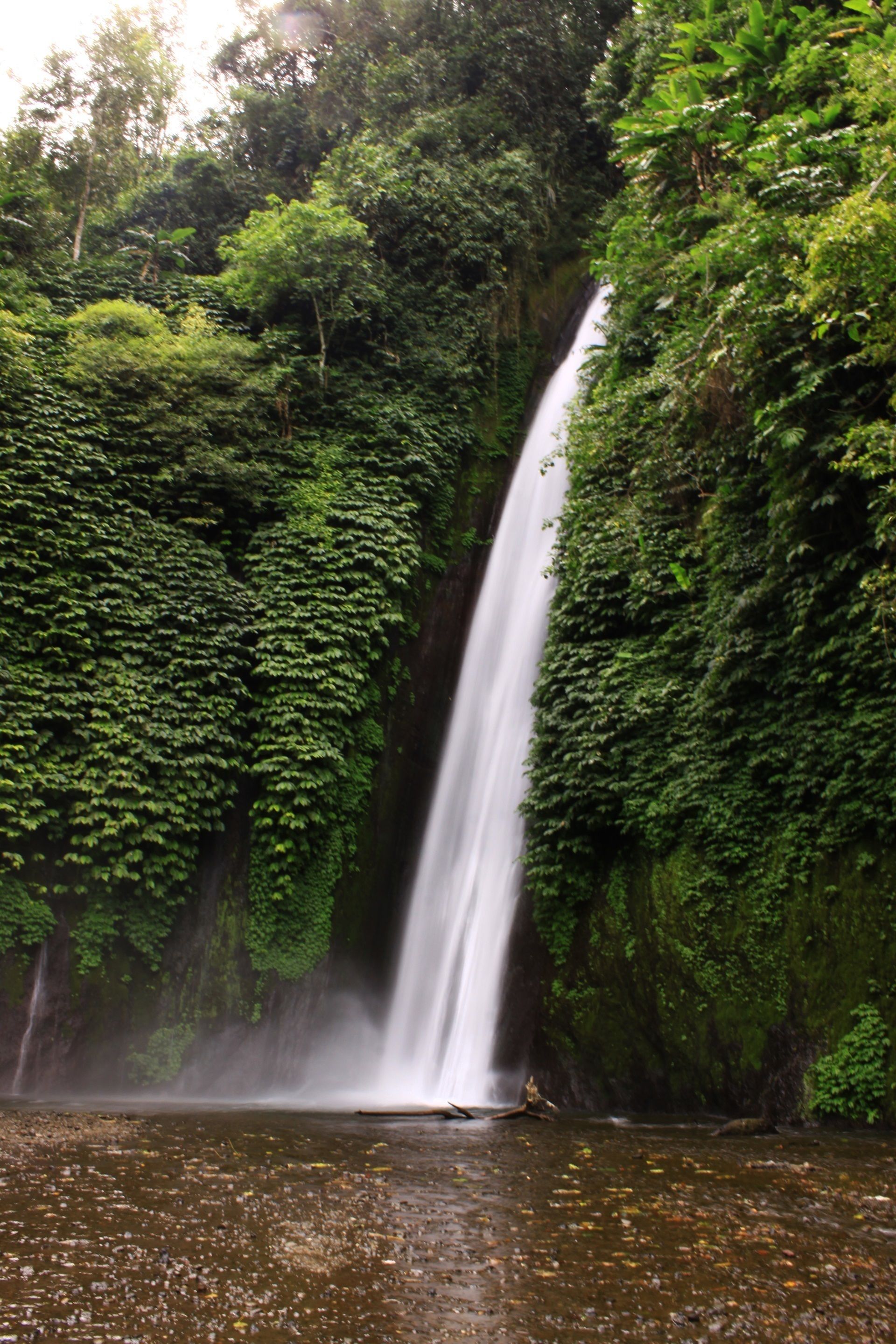 Una cascada rodeada de vegetación exuberante.
