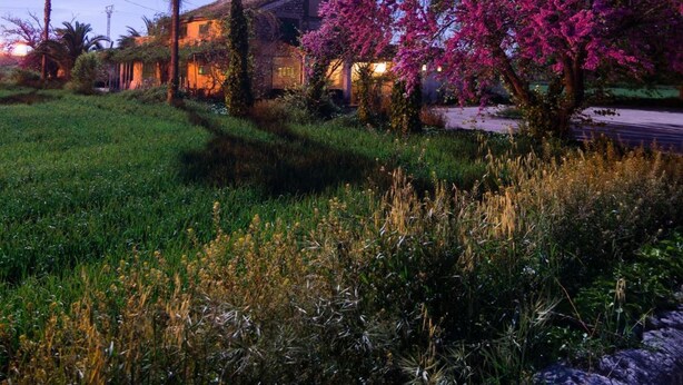 A house with a garden, palm trees, and a pink flowering tree. - Embat alberg juvenil - Hostel (Montuiri)