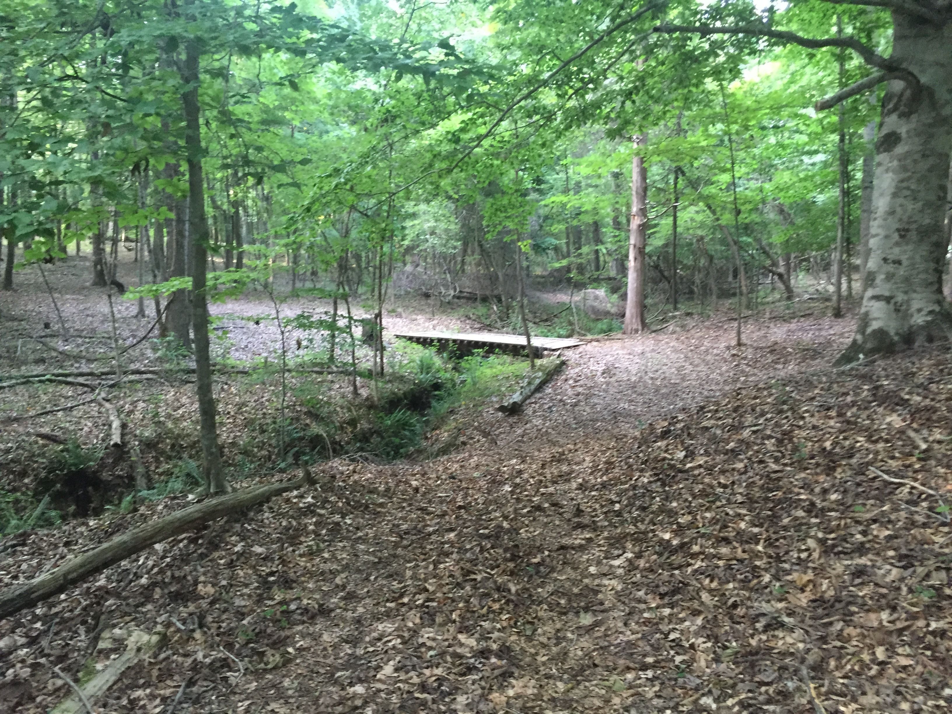 A forested area with a wooden bridge over a small stream.