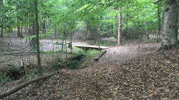 A forested area with a wooden bridge over a small stream.