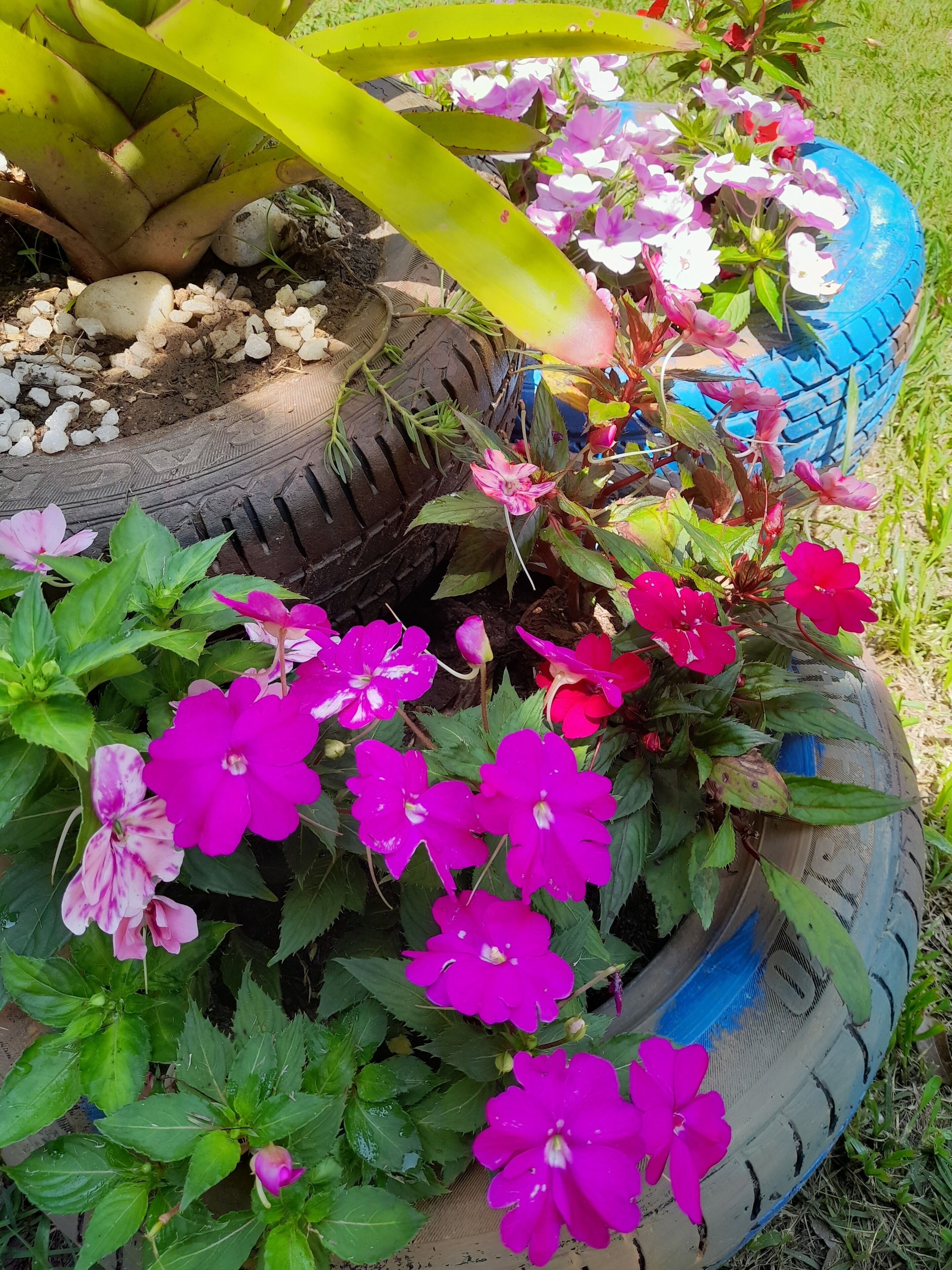 A tire planter filled with vibrant pink flowers and green foliage.