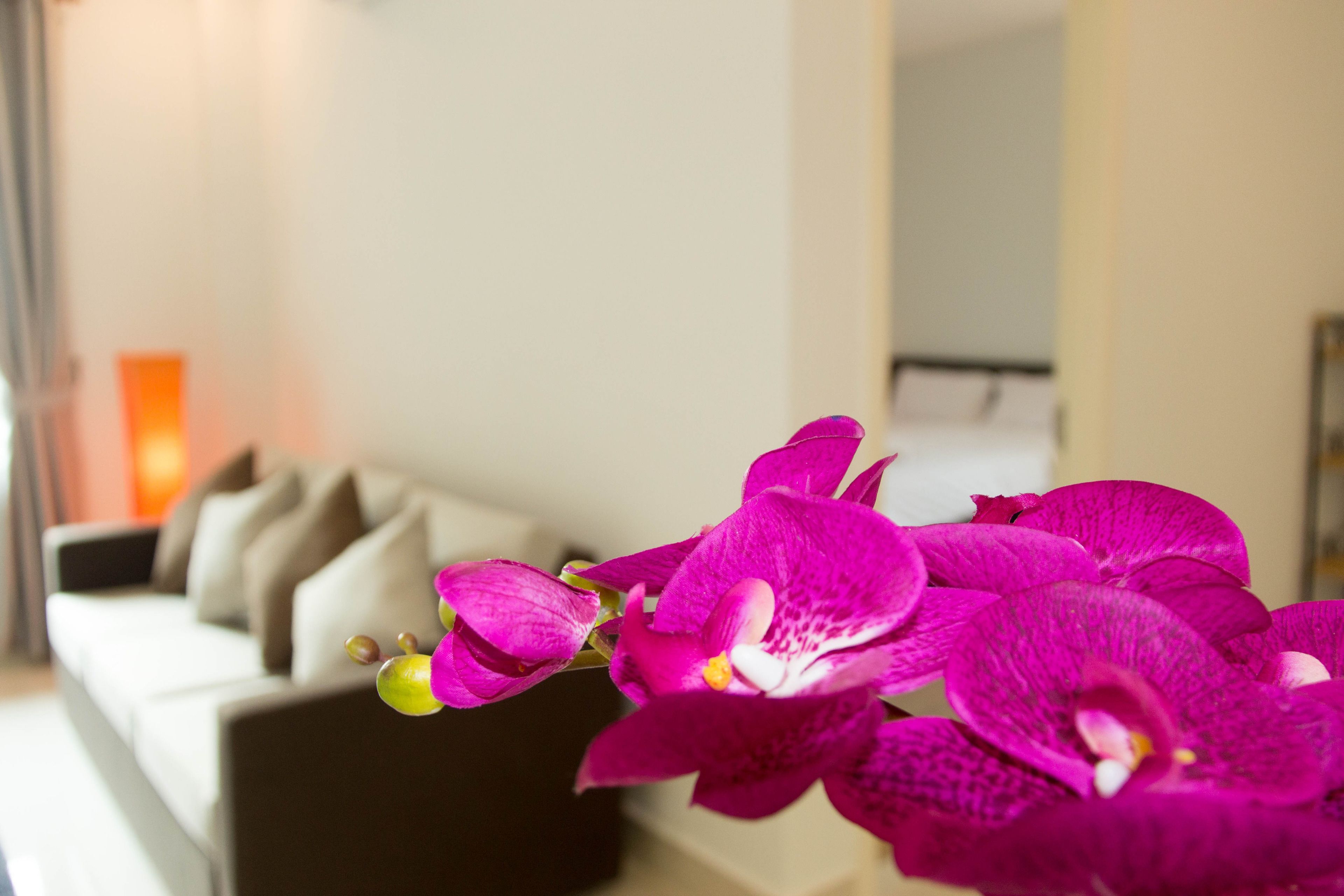 A close-up of vibrant purple orchids in a modern living room with a sofa and cushions.