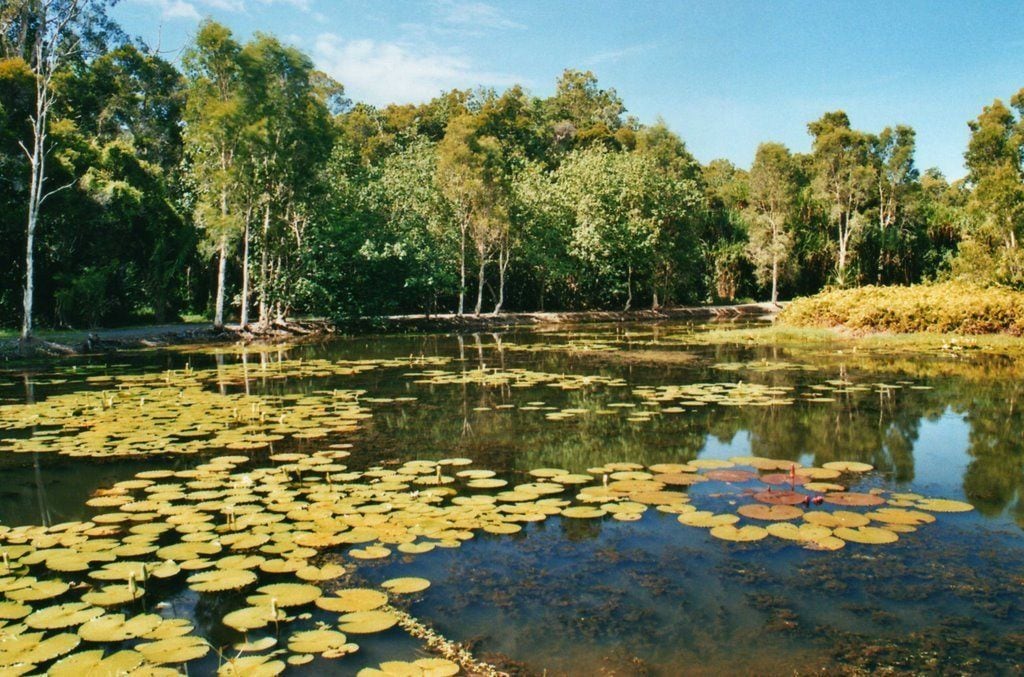 Photo - Cairns City Palms