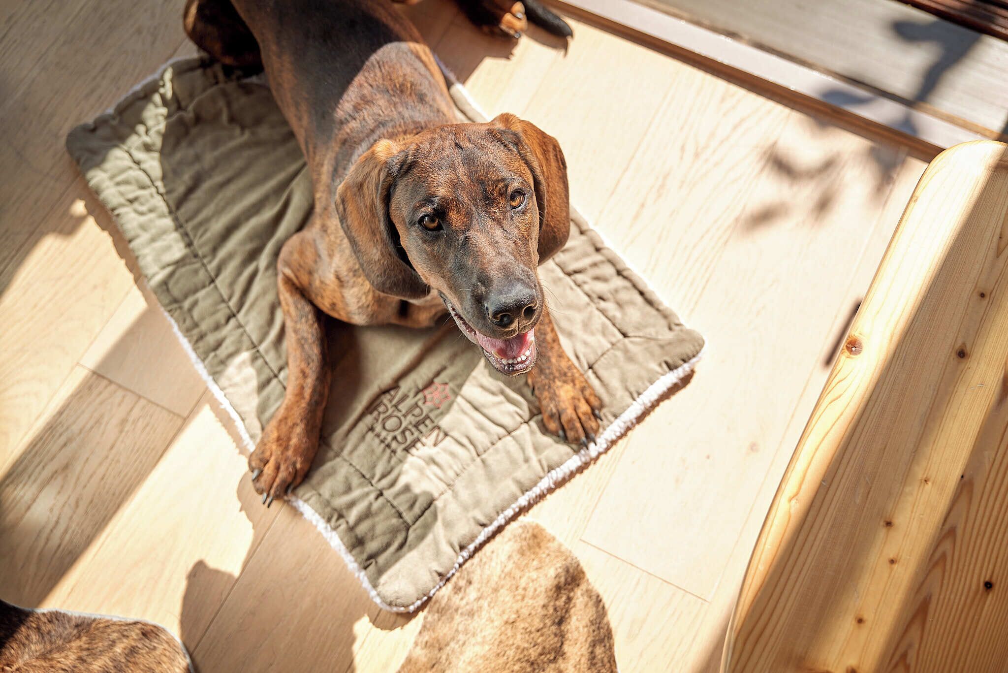 A dog lying on a mat with a wooden floor and a piece of furniture in the background.