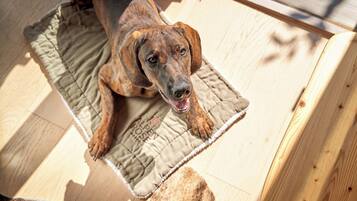 A dog lying on a mat with a wooden floor and a piece of furniture in the background.