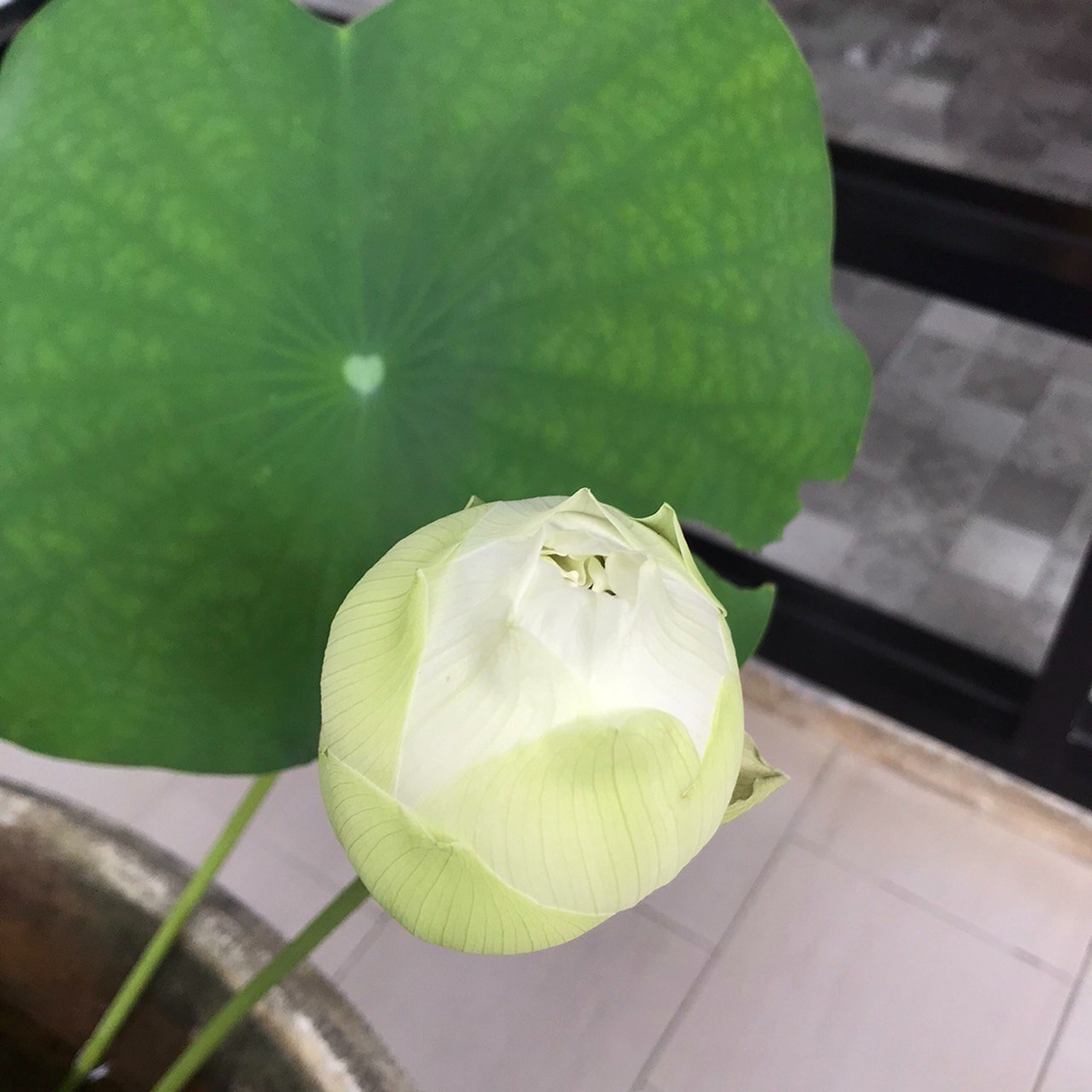 Photo - The Wishes Hotel at Chiangmai