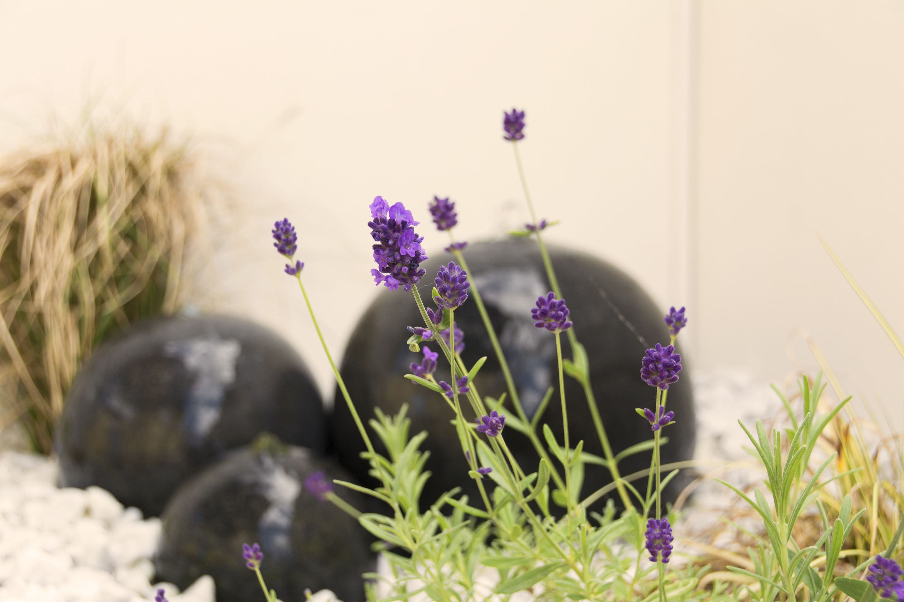 Lavender plants and stones in a garden setting.