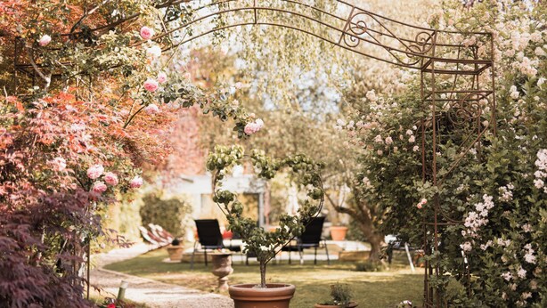 Un jardin agrémenté d’une arche en métal, de plantes en pot et d’une pelouse.