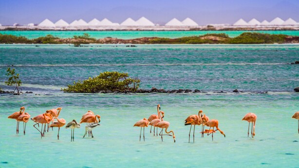 A beach with clear turquoise water and flamingos. - BnBBonaire (Kralendijk)