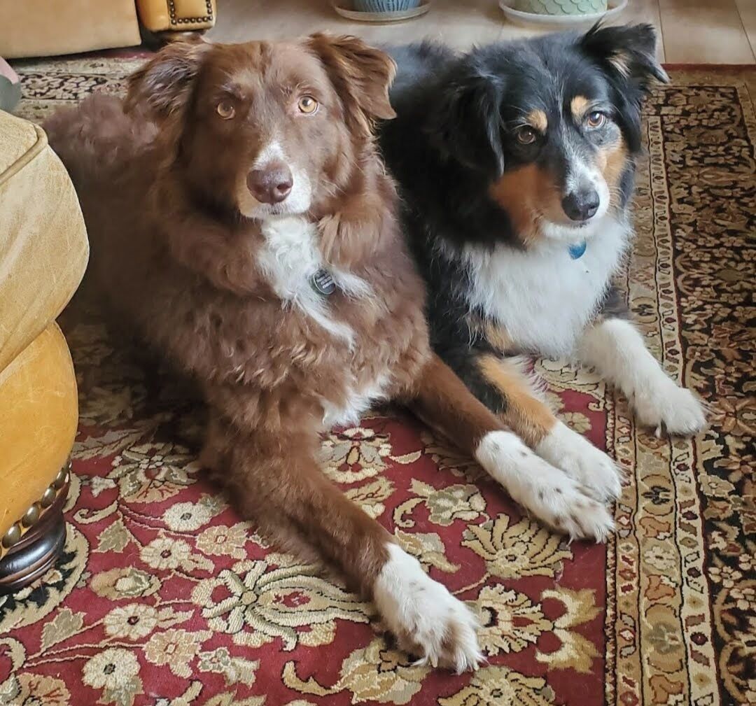 Two dogs lying on a patterned carpet in a room with a sofa and a chair.