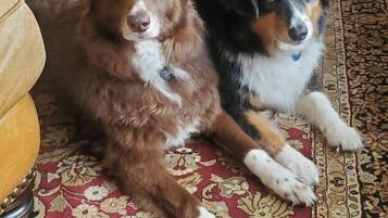 Two dogs lying on a patterned carpet in a room with a sofa and a chair.