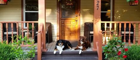 A porch with a dog, potted plants, and a wooden door.