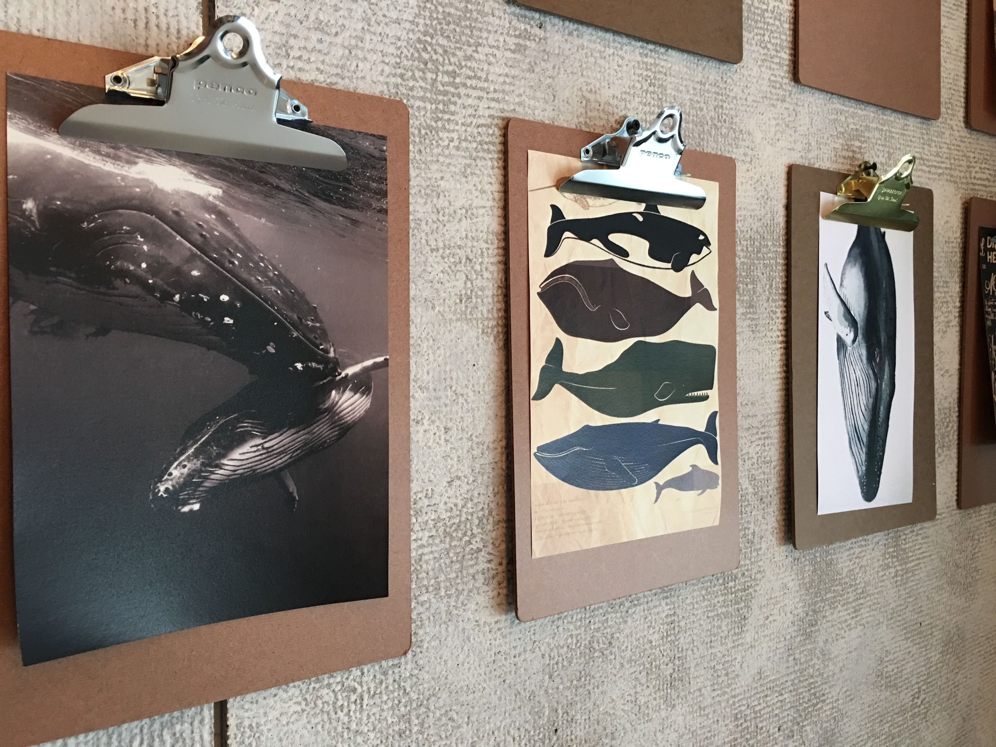 A wall with framed pictures of whales.