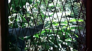 Una ventana con una reja de metal, a través de la cual se ve un follaje verde y tupido.