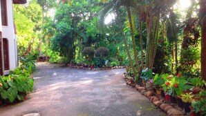 Un sendero pavimentado que conduce a un edificio rodeado de abundante follaje y plantas tropicales.