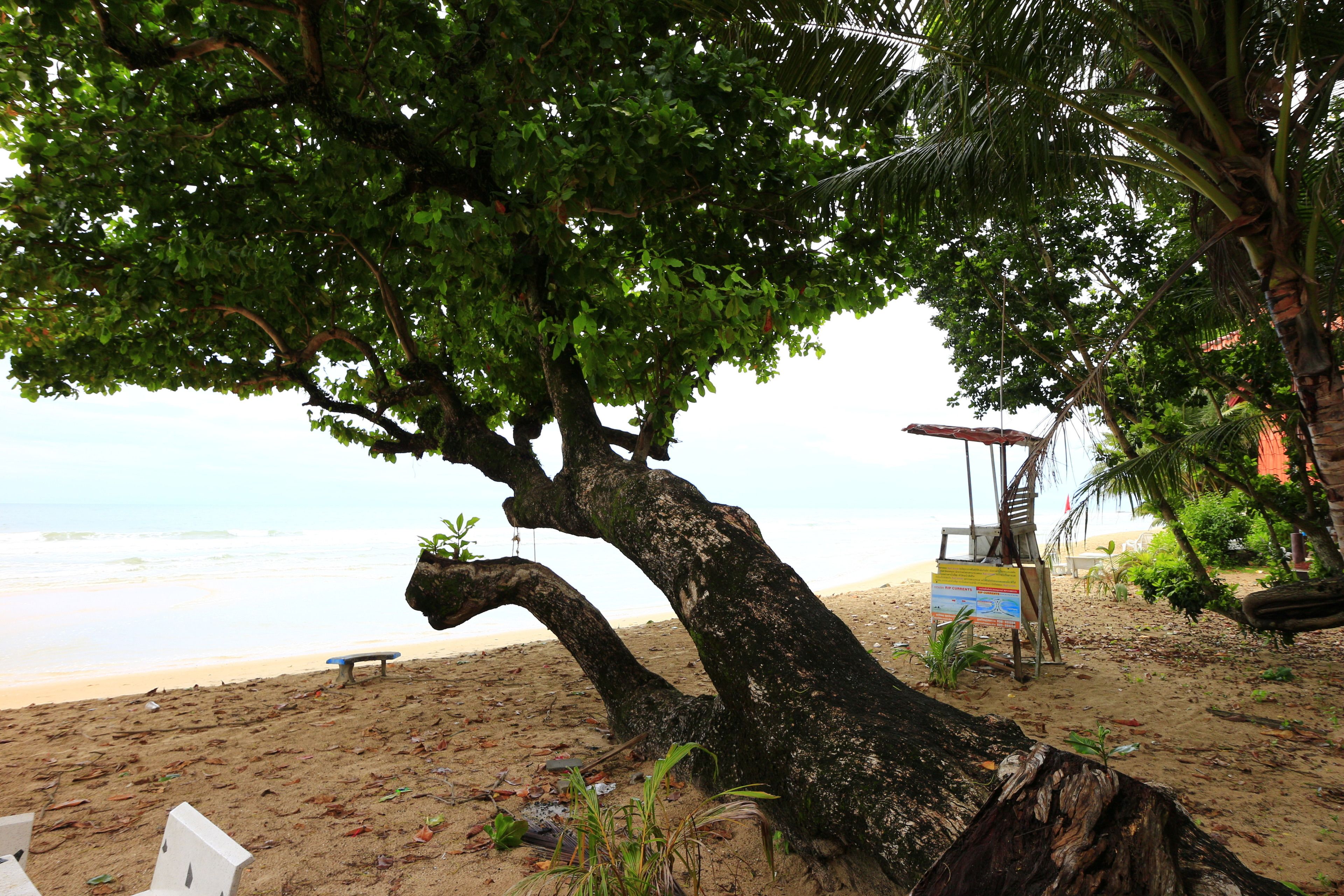 Escena de playa con un árbol grande, un banco y una torre de salvavidas.