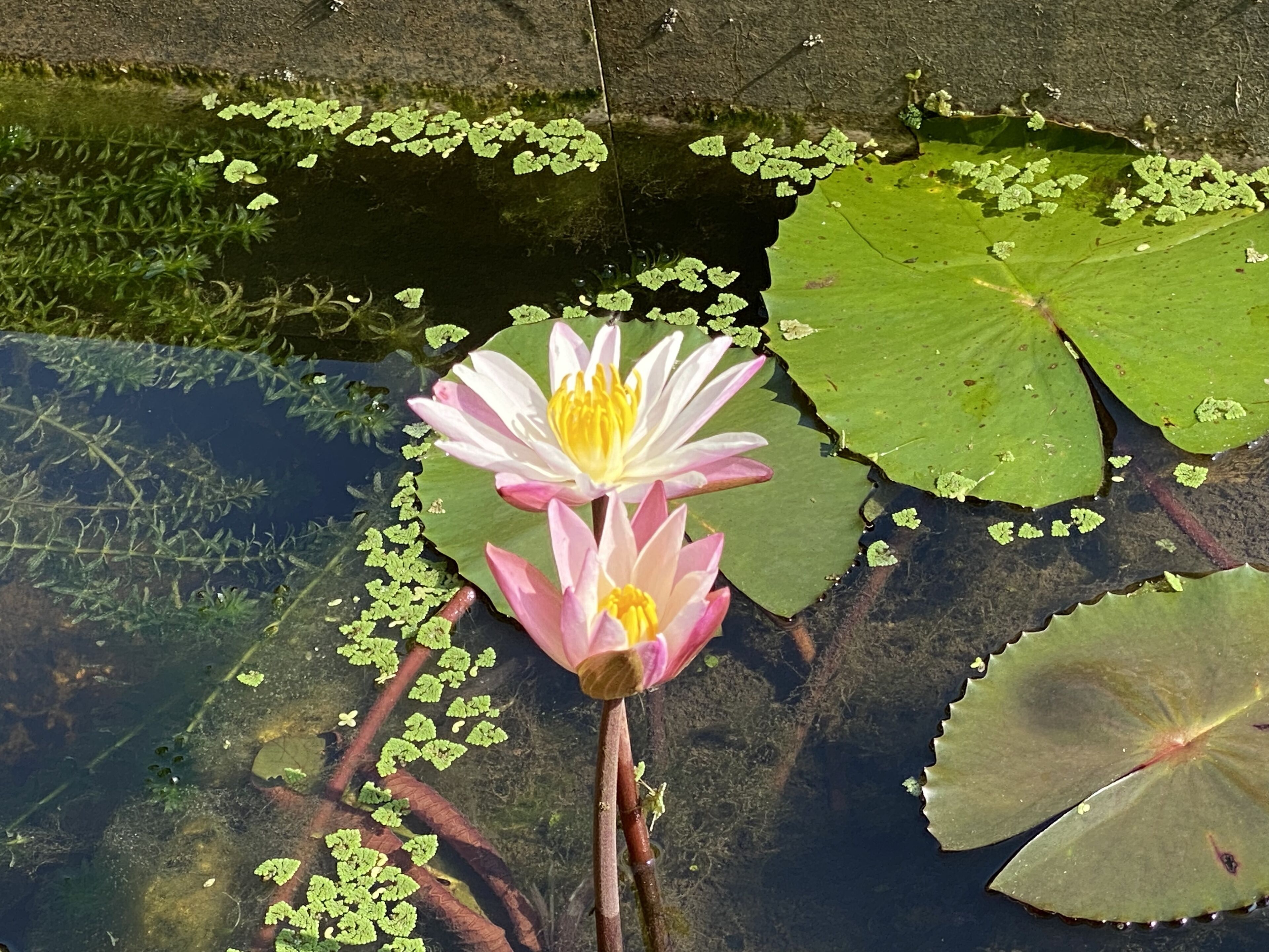 Photo - Christima Residence