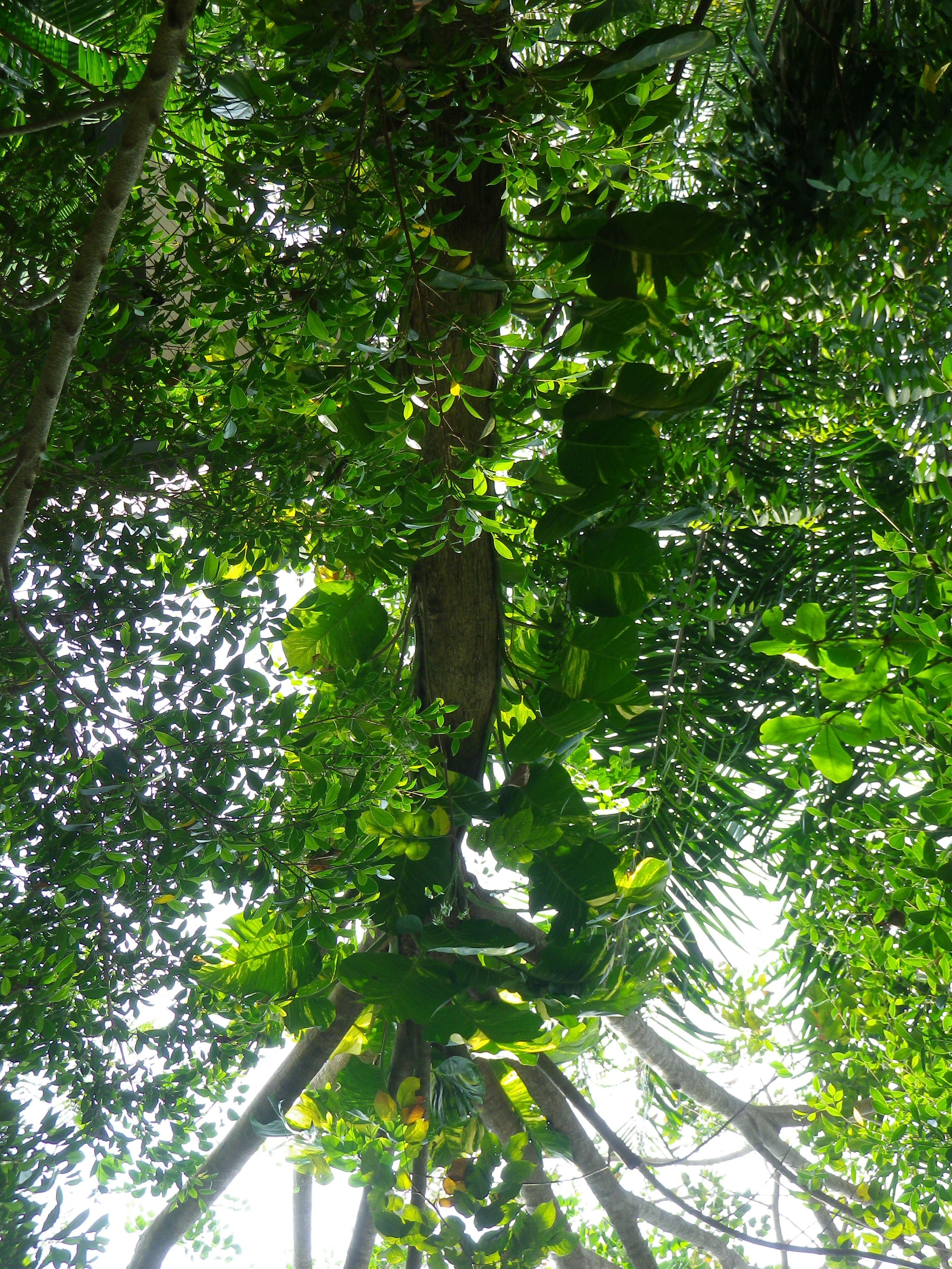 Uma copa densa de folhagem verde com a luz do sol a espreitar.