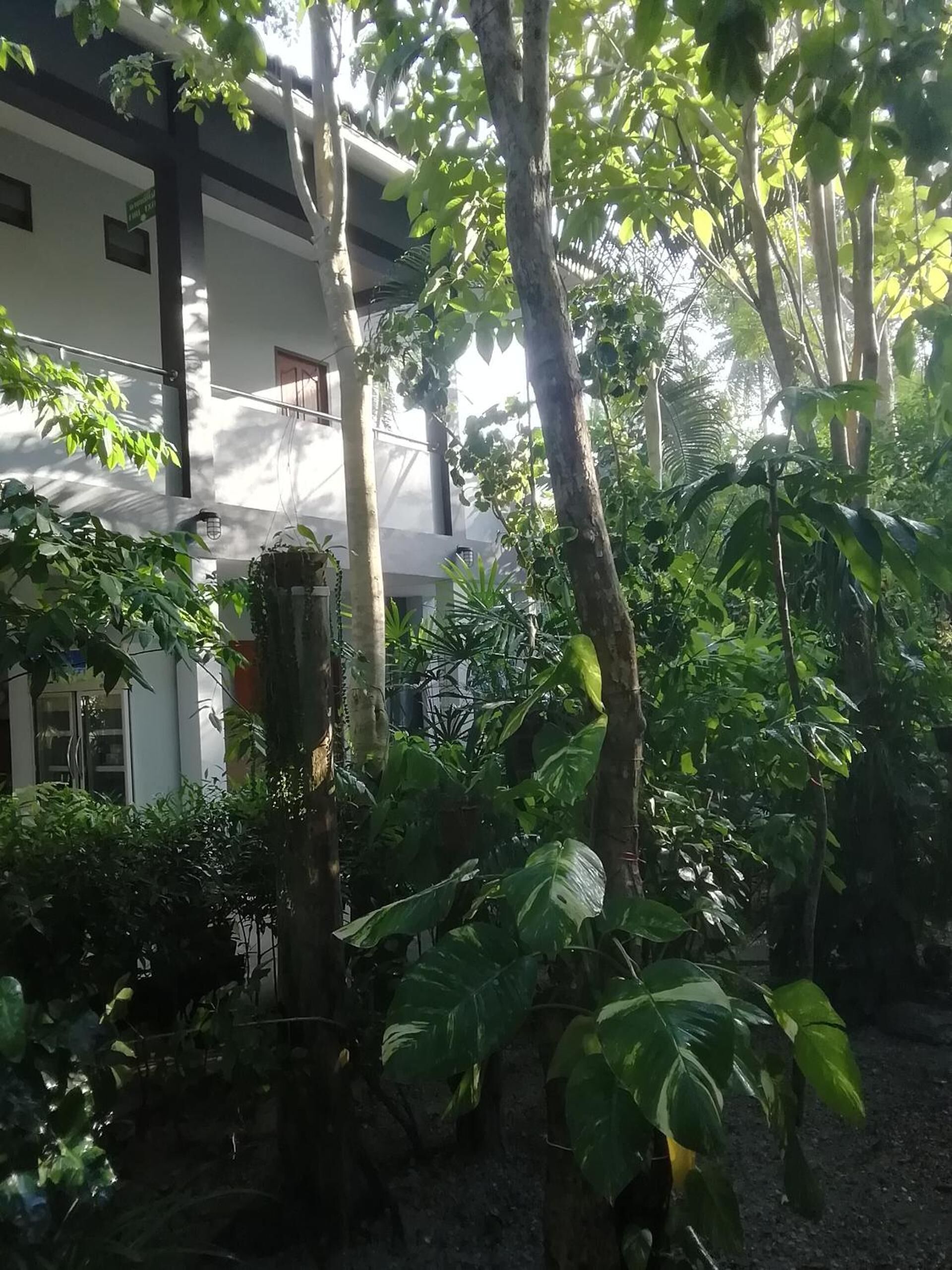 A courtyard with a variety of plants and trees, a building with a white facade and dark trim, and a visible window.