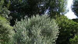 A tree with a thick trunk and dense foliage, surrounded by a stone wall and gravel ground. - Ampelokipi Holiday Apartments (Pissouri)