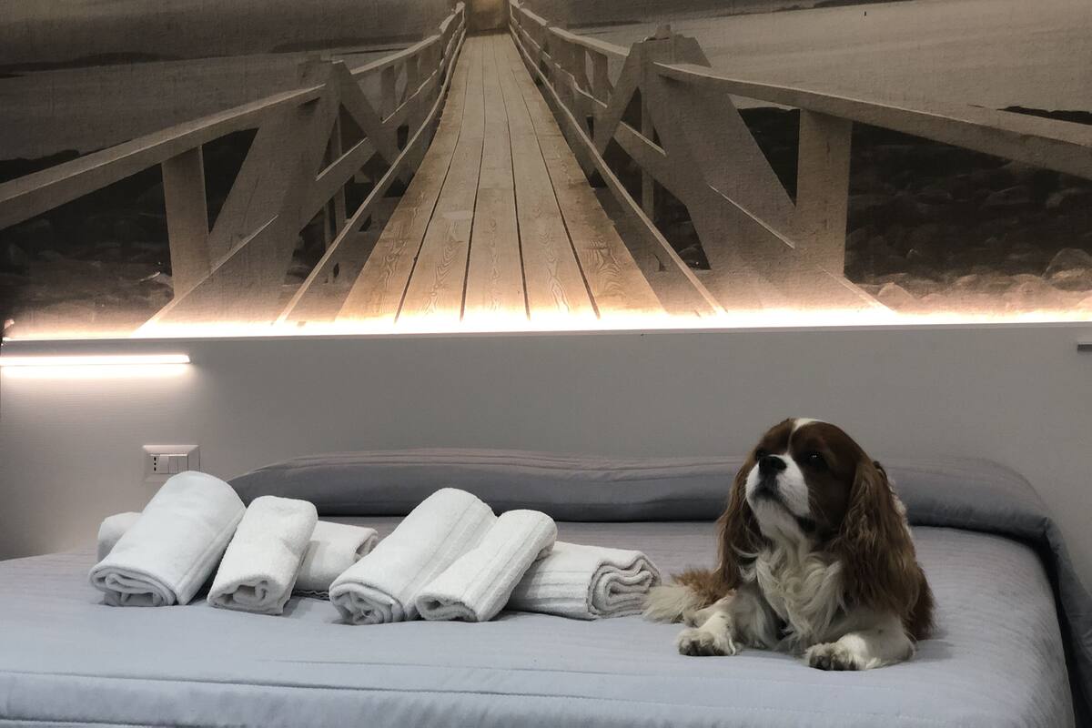 Un chien allongé sur un lit, avec des serviettes roulées à proximité et une structure en bois au plafond.