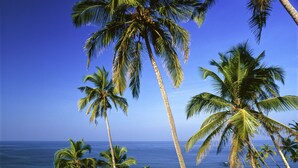 Una playa con palmeras y un cielo azul despejado.