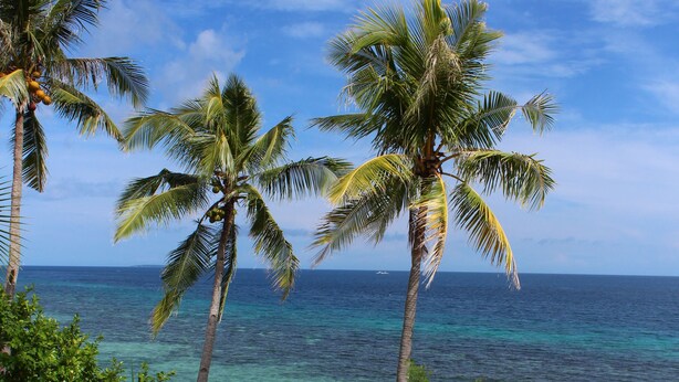 Escena de playa tropical con palmeras, cielo azul claro y océano.