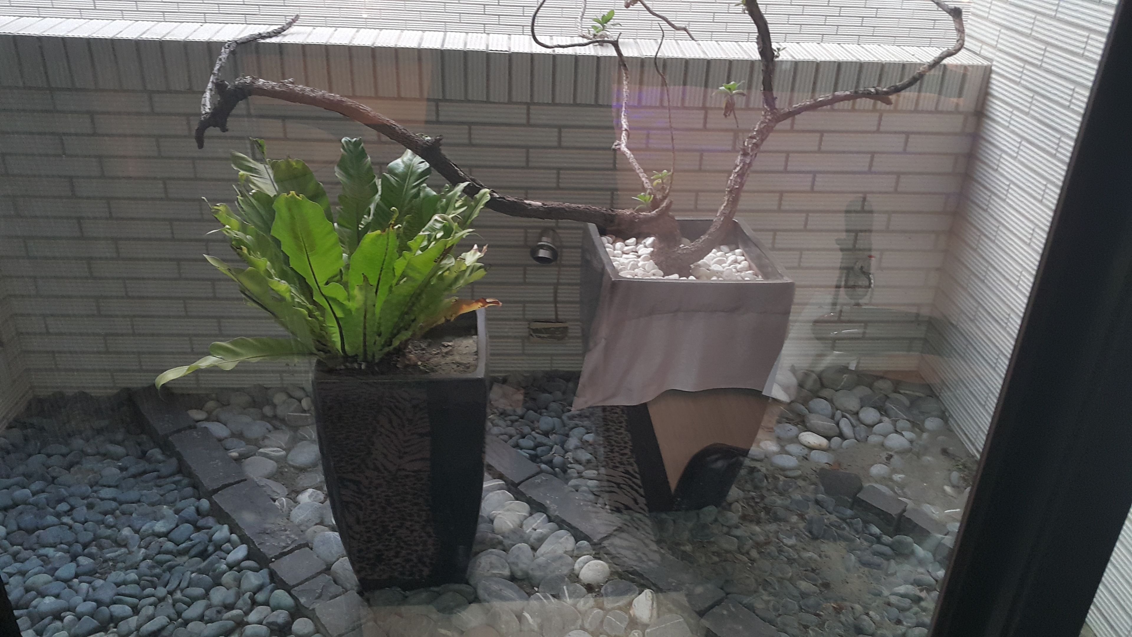Una planta en maceta con un follaje verde abundante y una maceta más pequeña con un tronco marrón.