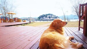 Um cão sentado num deck de madeira com vista para um lago e montanhas.