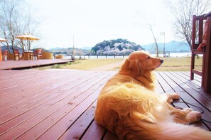 A dog sitting on a wooden deck with a view of a lake and mountains. - Lake Side Hotel & Restaurant Little White Flower (Kyotango)