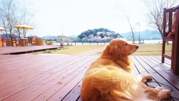 A dog sitting on a wooden deck with a view of a lake and mountains. - Lake Side Hotel & Restaurant Little White Flower (Kyotango)