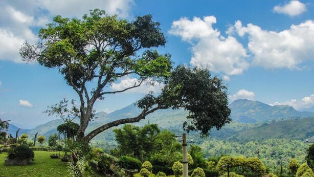 A lush garden with a prominent tree, manicured bushes, and a clear view of distant mountains.