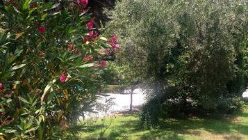 A garden with a variety of plants and trees, including a prominent bush with pink flowers and a large tree with dense foliage.