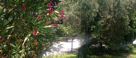 A garden with a variety of plants and trees, including a prominent bush with pink flowers and a large tree with dense foliage.