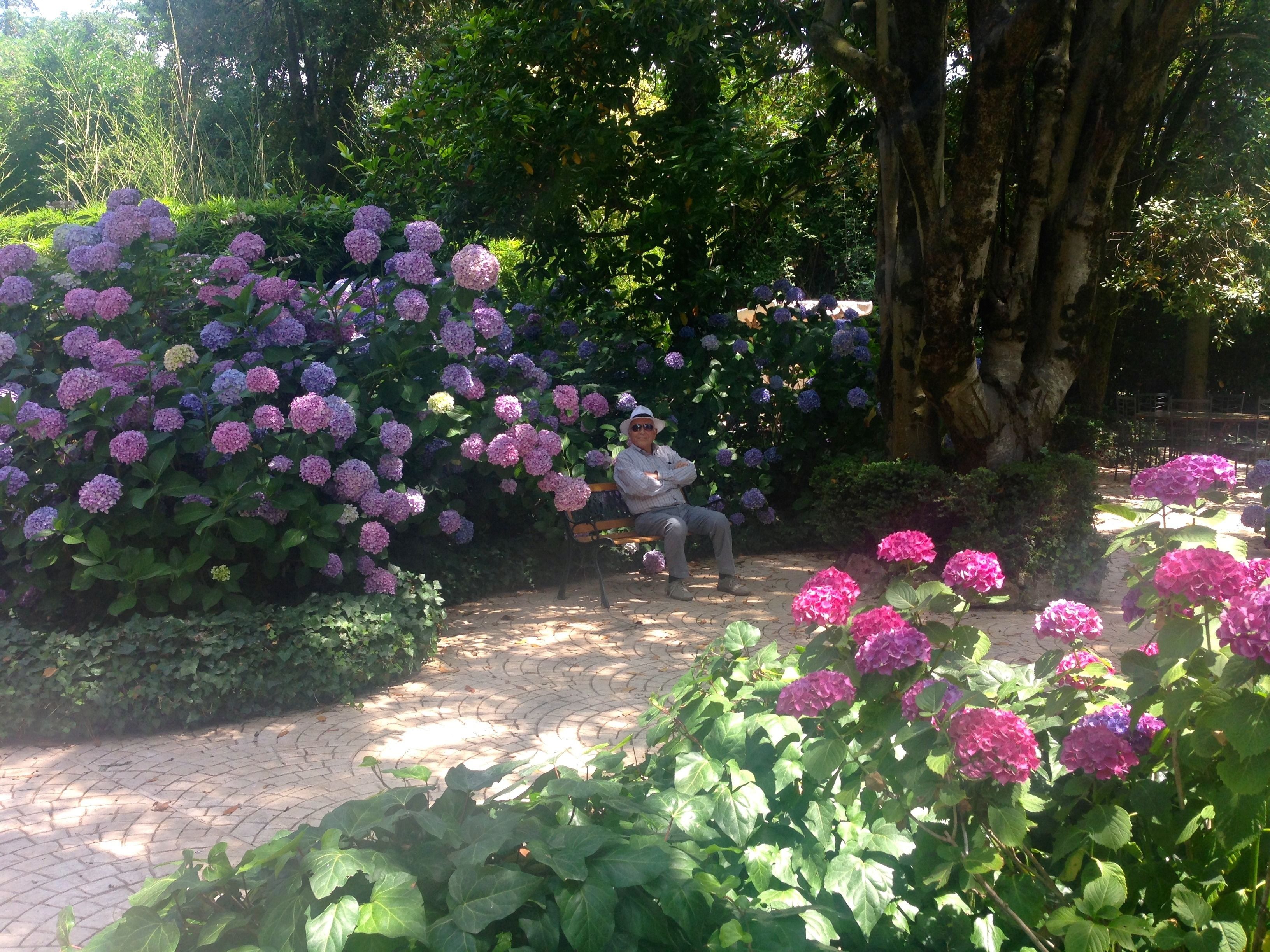 A garden with a paved path and a person sitting on a bench surrounded by hydrangea bushes.