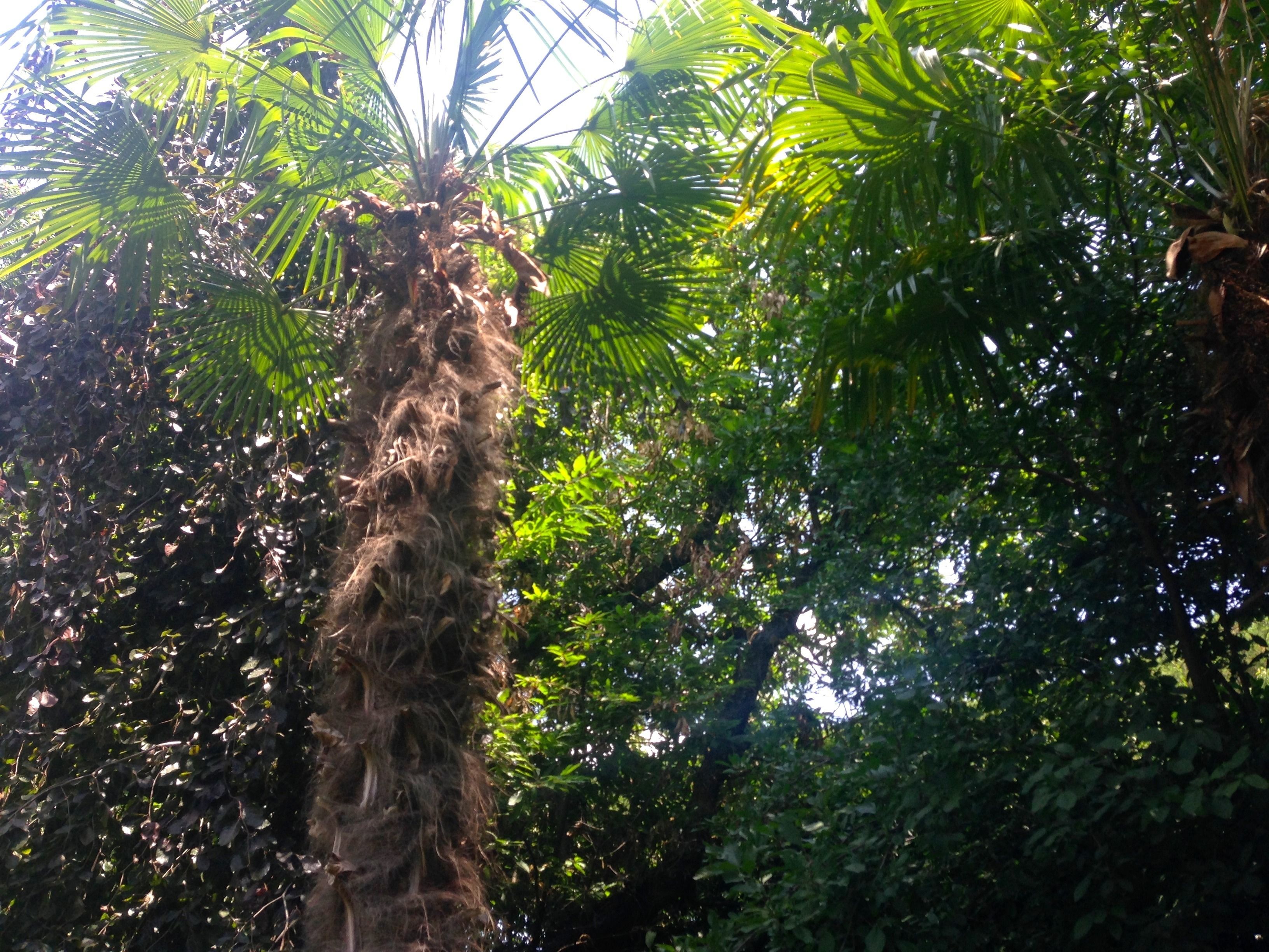 A dense tropical forest with a variety of green foliage and a prominent palm tree.