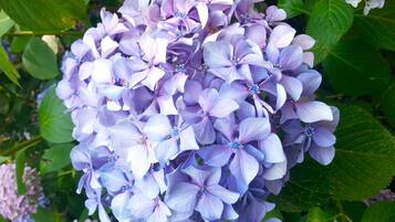 A cluster of purple hydrangea flowers with green leaves.