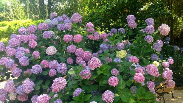 A garden with hydrangea bushes in various shades of pink and purple. - Villa Abbamer (Grottaferrata)