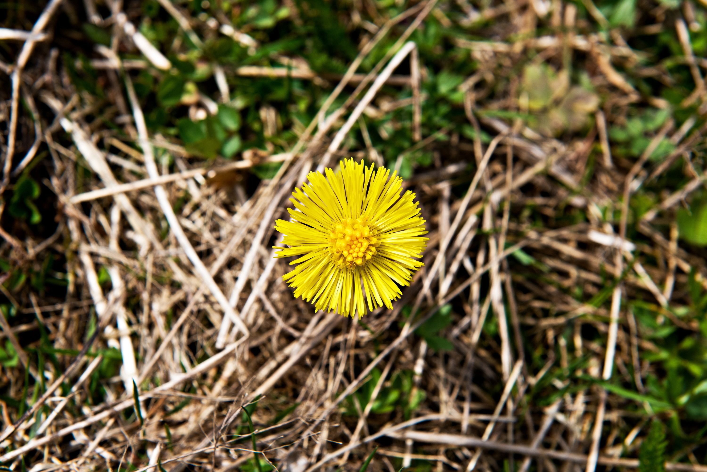 Eine einzelne gelbe Blume in einer natürlichen Umgebung.