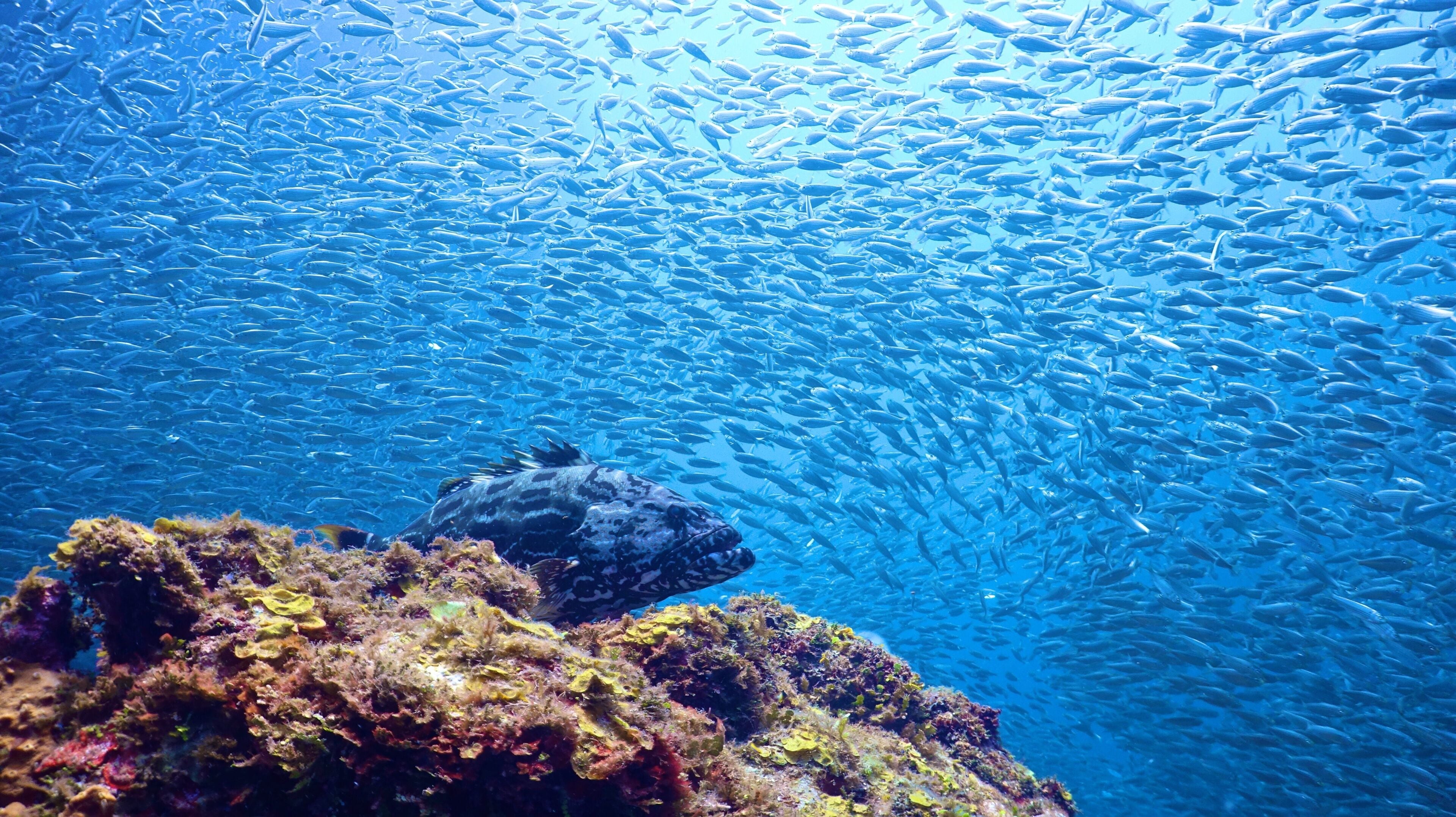 Onderwaterlandschap met een school vissen en een rotsformatie.