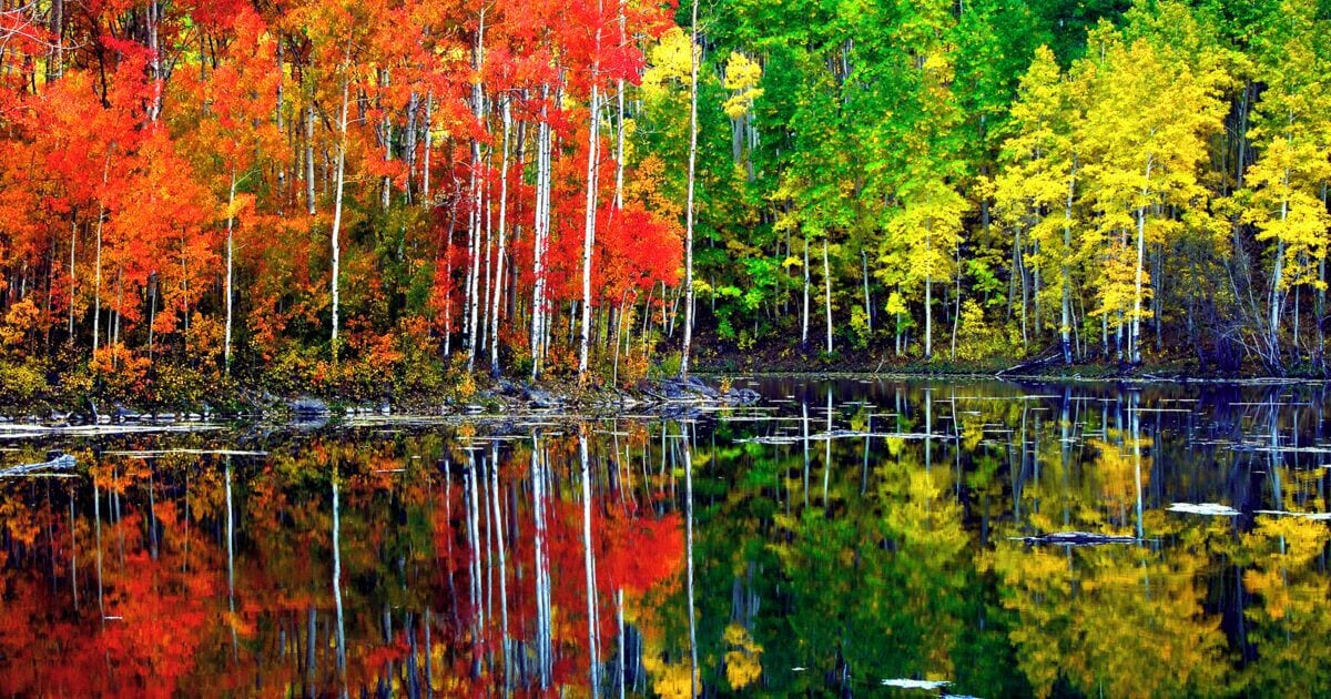 A serene lake with trees reflecting on the water, surrounded by a dense forest.